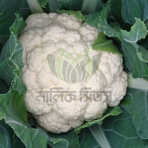 হাইব্রিড ফুলকপি- সামার হোয়াইট (Malik seeds)(Summer White)