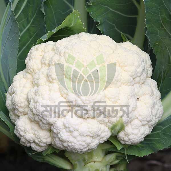 হাইব্রিড ফুলকপি- কিরন(Malik Seeds) (Kiran)