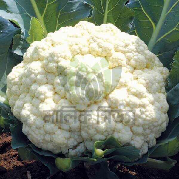 হাইব্রিড ফুলকপি- মালিক ৫০ (Malik seeds)(Malik 50)