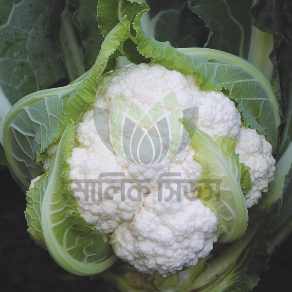 হাইব্রিড ফুলকপি-হোয়াইট শার্ক(Malik Seeds)(White Shark)