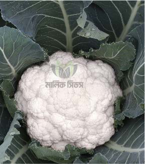 হাইব্রিড ফুলকপি- শ্রাবন্তি(Malik Seeds (Srabonti)