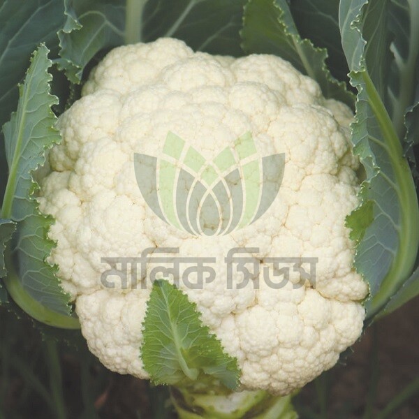 হাইব্রিড ফুলকপি- হোয়াইট মার্বেল (Malik Seeds)(White Marble)