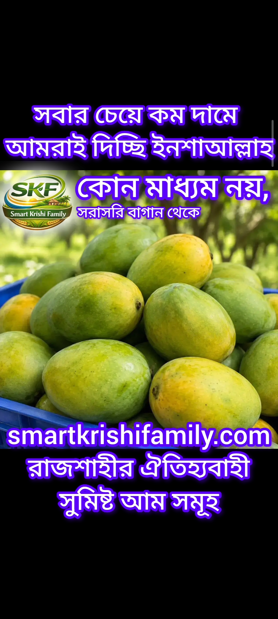 রাজশাহীর সুমিষ্ট হিমসাগর/খিরসাপাত আম (কুরিয়ার চার্জ ফ্রি)